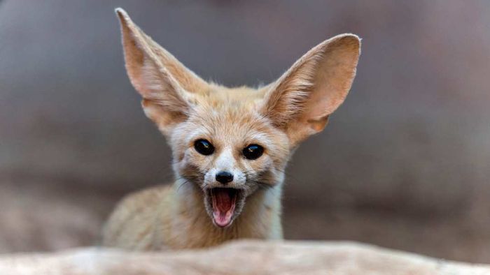 A fennec fox showcasing its impressive ears.