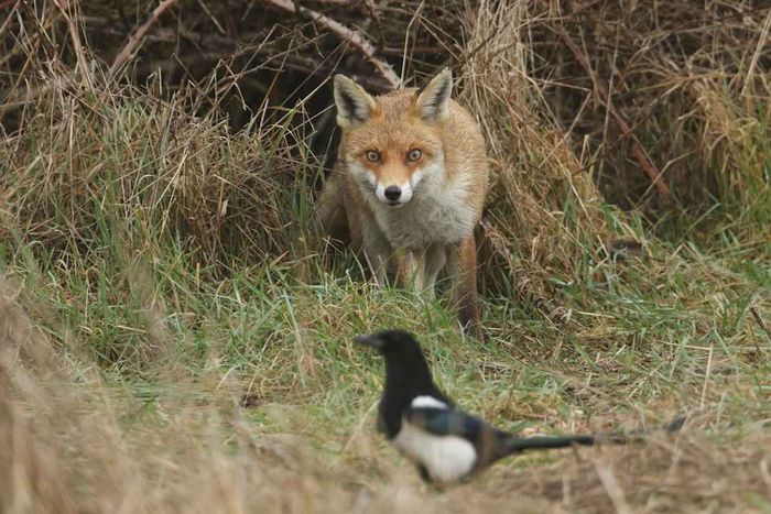A red fox stealthily pursuing a magpie.