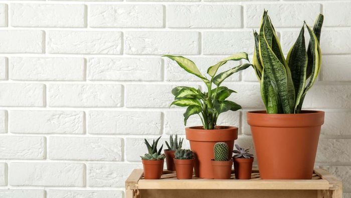 Using Hydrogen Peroxide to Treat Root Rot in Houseplants