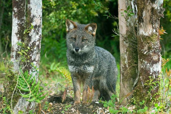 Darwin's fox is exclusive to Chile.