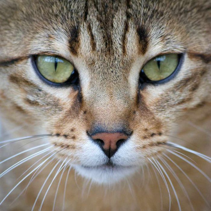 Close-up of an Egyptian Mau cat’s face