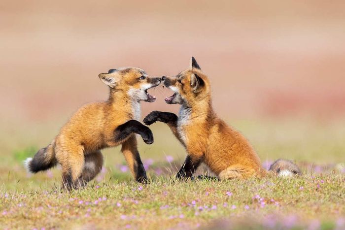 Fox kits enjoy rough-and-tumble play.