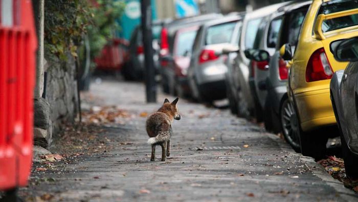 A fox casually walking along a street in England.