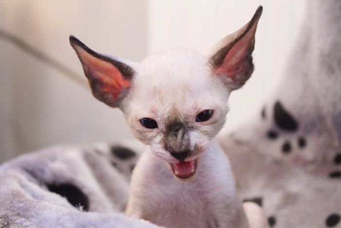 A Cornish rex kitten vocalizing loudly