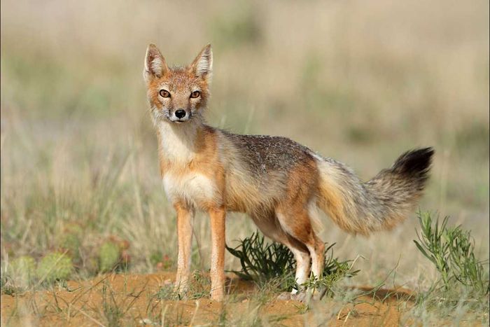 A kit fox roaming the grasslands of Colorado.