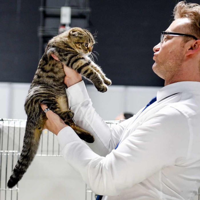 A Scottish Fold showcased at a pet exhibition
