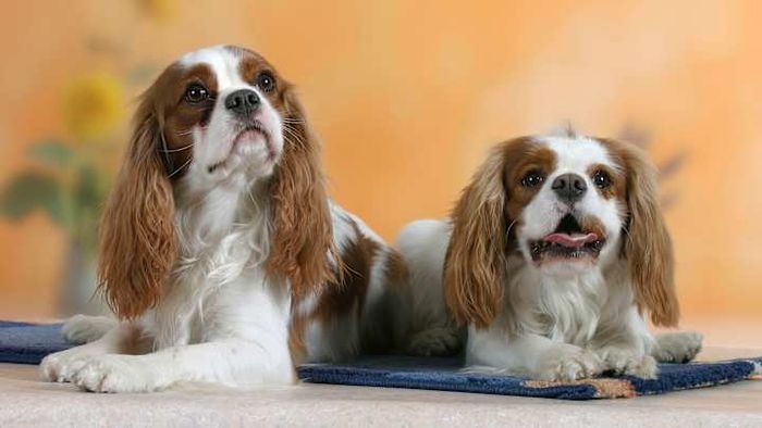They possess a regal charm that's utterly endearing.
