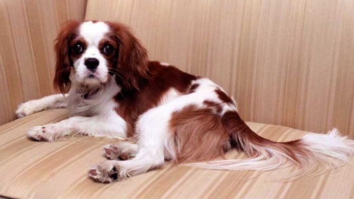 Rex, a Cavalier King Charles Spaniel, was a beloved pet of Ronald and Nancy Reagan.