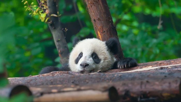 Participate in Naming the Smithsonian National Zoo's Newborn Panda