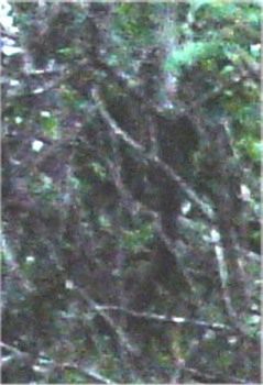 Shadow7.Jpg