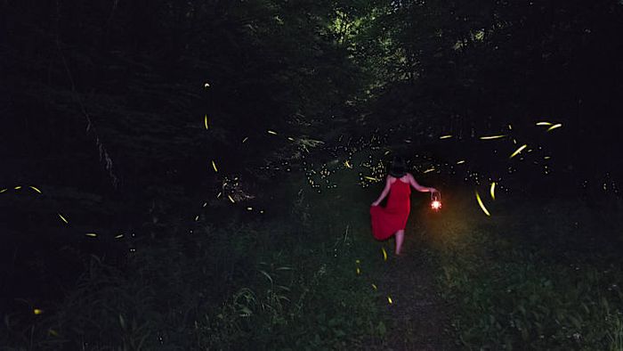 Witness the enchanting glow of fireflies at Allegheny National Forest.