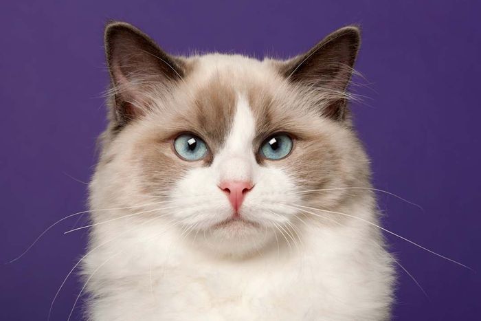 A Ragdoll kitten posing against a purple background