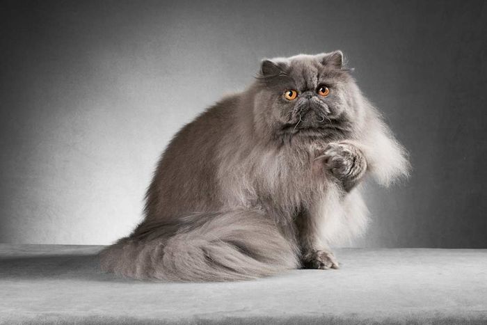 A dark gray Persian cat elegantly posed against a gray and black background