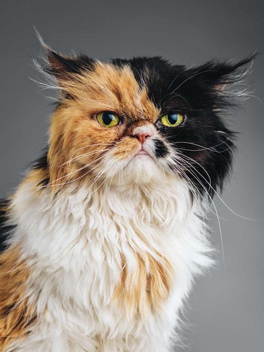 A calico Persian cat set against a gray background.
