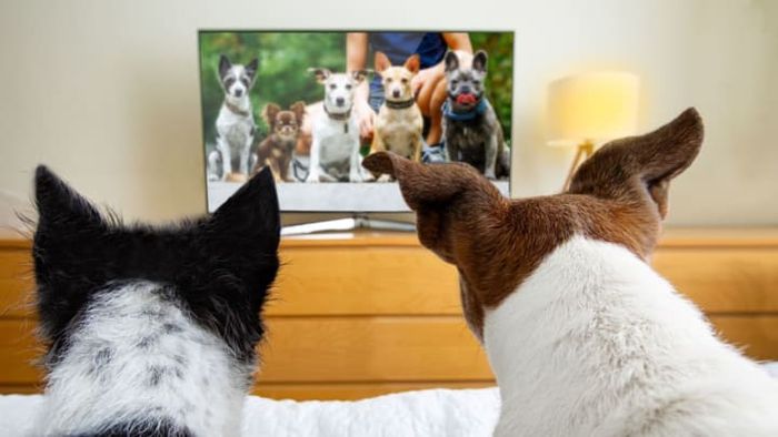 Feel free to bring your own furry friends along for the experience.
