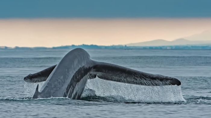 The blue whale has numerous remarkable features worth highlighting.