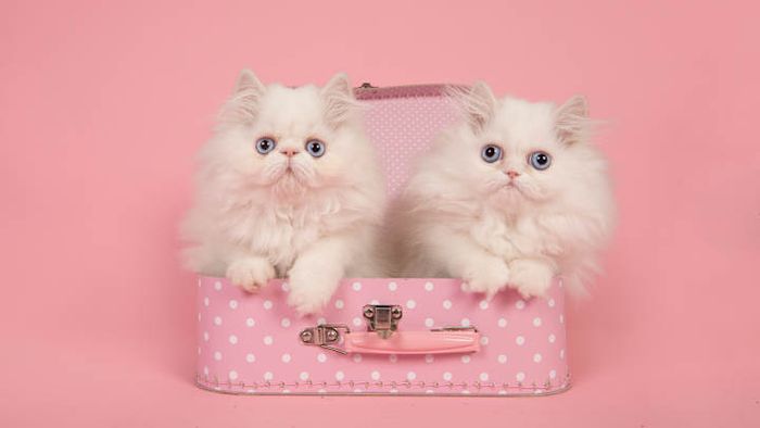 These cats are more than just their luxurious fur.