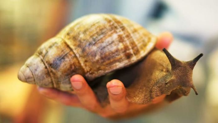 The shells of giant African land snails are comparable in size to a grown person's clenched hand.