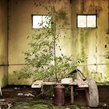 Ga-Tree-In-Garage-Col-01 01