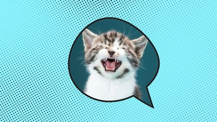 Ajwad Creative (Speech Bubble), Martin Poole (kitten) /iStock via Getty Images Plus