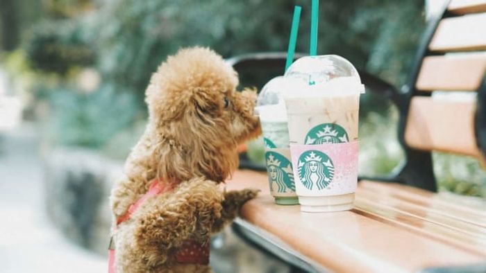 If you're heading to Starbucks, don't forget your pup—they deserve a treat too.