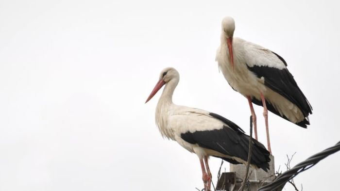 Two mature storks perched in their nest