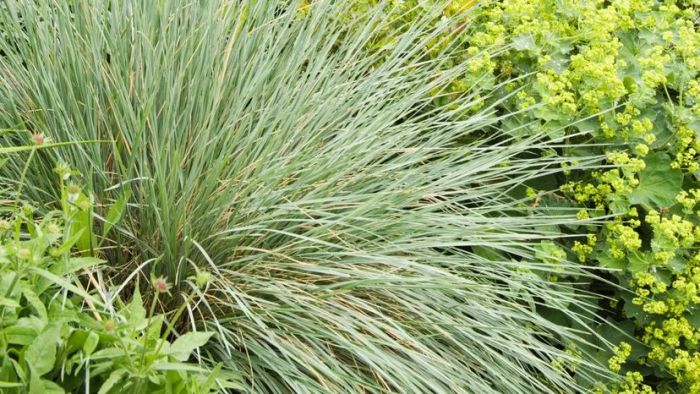 A shrub featuring slender, elongated green foliage.