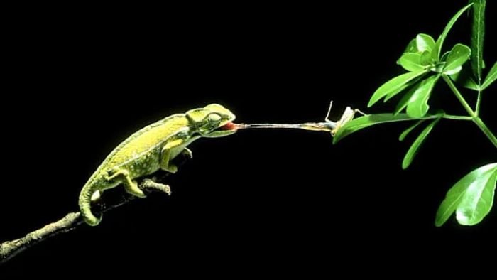 Chameleons possess tongues that are incredibly adhesive.