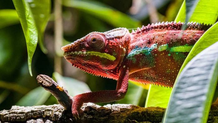 A panther chameleon (Furcifer pardalis) moving along a branch.