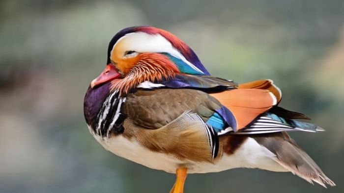A male mandarin duck in a resting position.