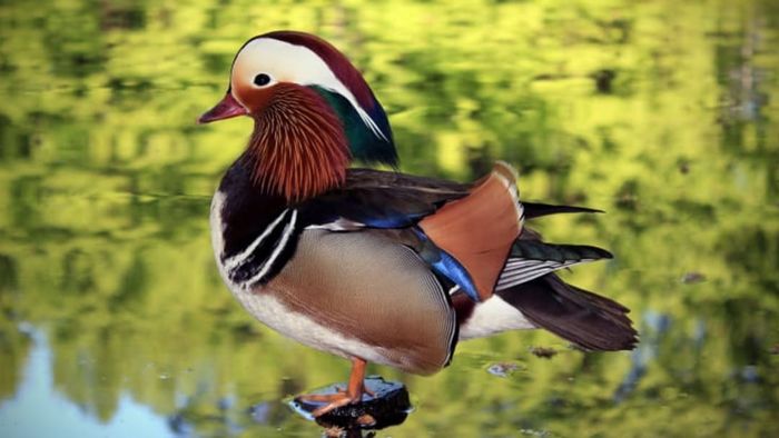 A male mandarin duck perched on a rock in a pond.
