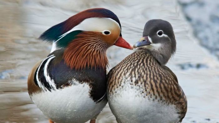 A male and female mandarin duck gently touching beaks.