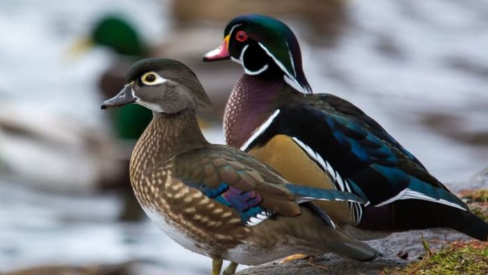 A male and female American Wood Duck perched on a rock.