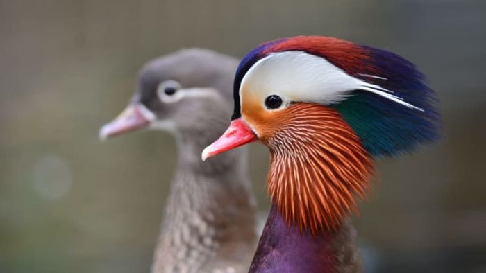 A photograph of a male and female mandarin duck together.