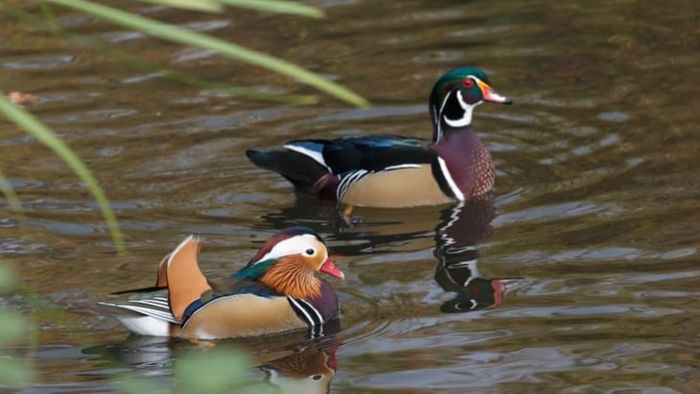 A male mandarin duck alongside a male American wood duck.