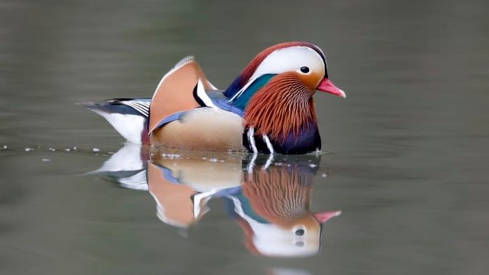 A mandarin duck gliding through water.