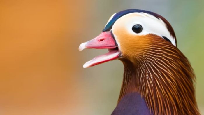 A male mandarin duck with its beak slightly open.