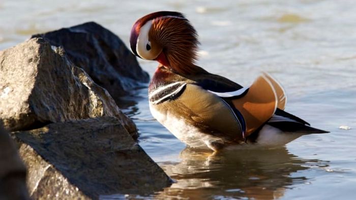 A male mandarin duck preening its feathers.