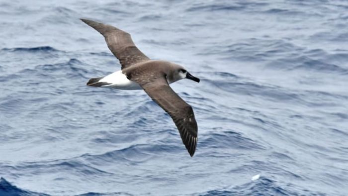 A gray-headed albatross gliding gracefully.