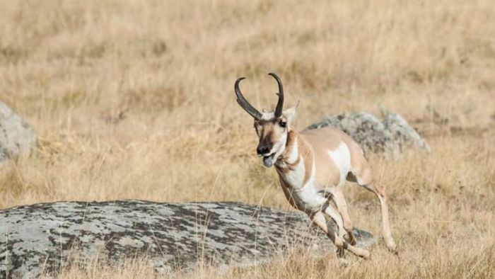 A pronghorn sprinting across the terrain.
