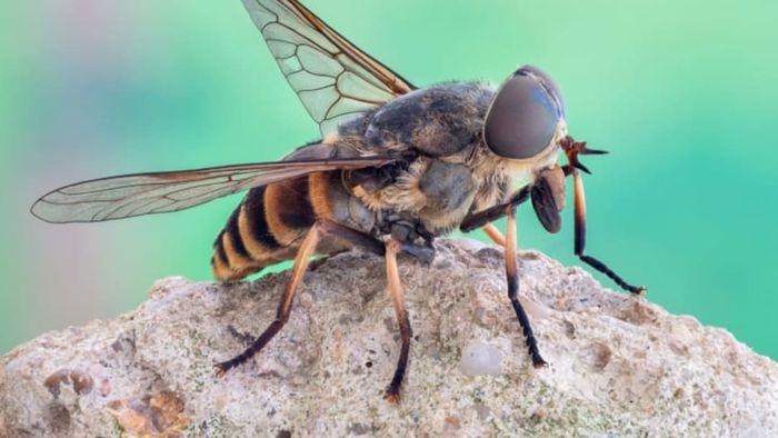 A horse fly perched on a rock.