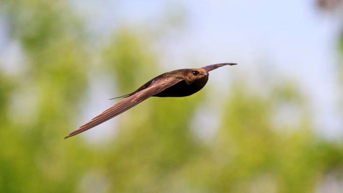 A common swift soaring through the air.