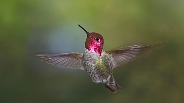 Despite their tiny size, Anna's Hummingbirds are remarkably swift.