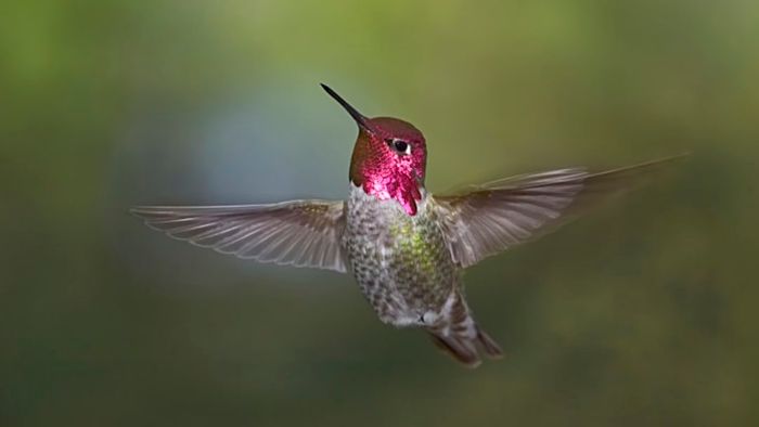 An Anna's hummingbird mid-flight.
