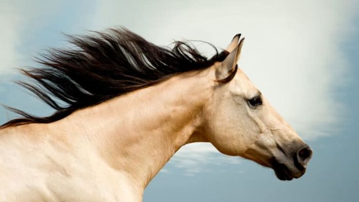 A tan horse galloping with its mane flowing in the wind.