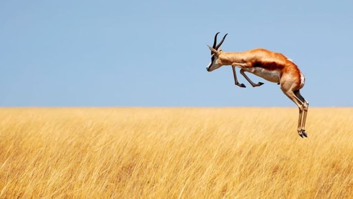 A springbok leaping gracefully above a field of golden grass.