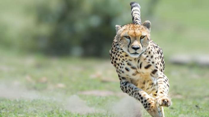 A cheetah sprinting at full speed.