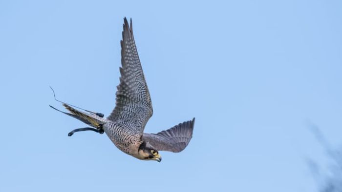 A peregrine falcon soaring through the air.
