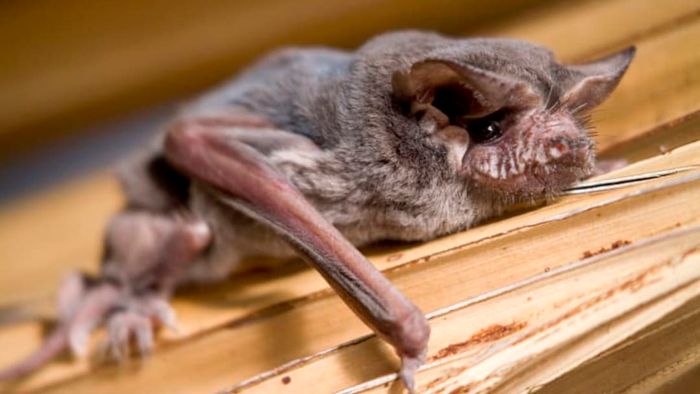 A bat gripping a plant.