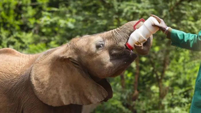 A baby elephant receiving a bottle feed at the David Sheldrick Wildlife Trust in Kenya.